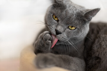 A big British cat licks its paw.