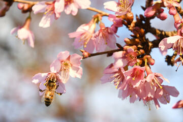 Honey Bee gathering nectar from a flowering cherry tree with pink pastel blossoms in the spring