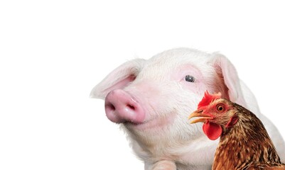 Portrait of cute domestic pig and chicken