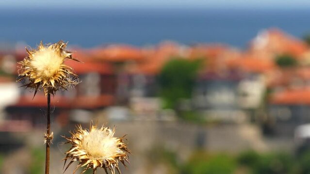 Dry burdock trembles at vetru.Na background red tile roofs of houses and sea.