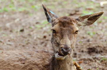 close up deer portrait with funny face