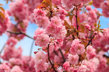 Obraz premium Pink blossoming sakura tree in garden at spring