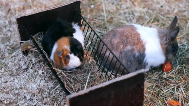 Different types of furry animals live together. The rabbit is funny eating a delicious carrot, and the guinea pig is sleeping and has sleepy eyes. World of Mammals