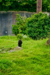 Celebes Crested Macaque playing in Zoo alone