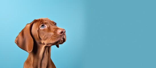 A Hungarian vizsla puppy is standing in a studio, looking up with a curious expression against a solid blue backdrop. The brown dogs fur is rich and glossy, and its ears are alert and perked up.