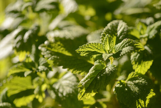 Shallow focus image of garden mint in bright sunlight with space for text