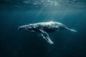 Stoff pro Meter Whale in the sea in polar regions © paul