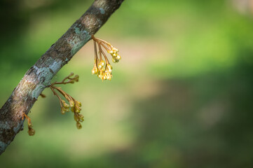 durian flower growing from emergence.,Durian flowers are growing from the branches of the durian.