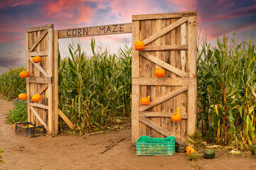 Corn maze and agricultural field. Summer harvest holiday festival

