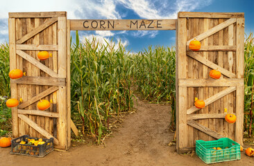 Corn maze and agricultural field. Summer harvest holiday festival
