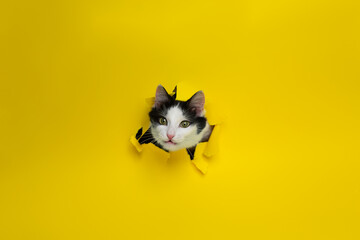 A black and white cat crawls through a hole in yellow paper. Naughty pets. Copy space. cat on a yellow background