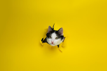 A black and white cat crawls through a hole in yellow paper. Naughty pets. Copy space. cat on a...
