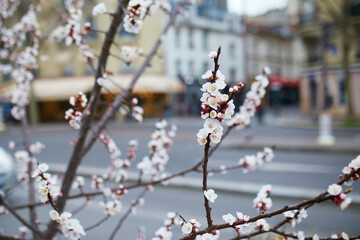 Branch with beautiful white flowers in full bloom on a spring day on a street of Paris, France