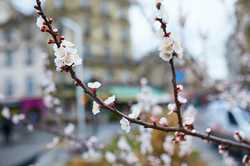 Branch with beautiful white flowers in full bloom on a spring day on a street of Paris, France