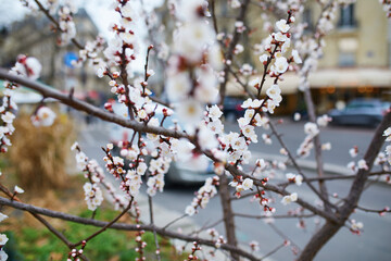 Branch with beautiful white flowers in full bloom on a spring day on a street of Paris, France