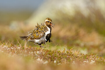 Golden Plover - Pluvialis apricaria wading bird in Norwegian tundra, fluttering feathers in the...