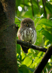 Chestnut-backed Owlet - Glaucidium castanotum owl bird endemic to Sri Lanka sitting on the branch in the wet green forest in Kitulgala and Sinharaja, cute small owl, face to face vie