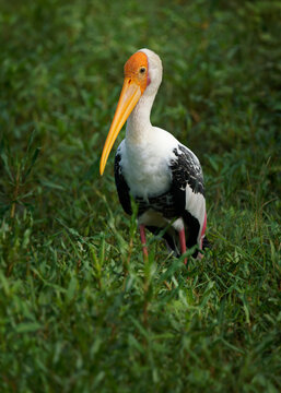 Painted stork - Mycteria leucocephala large wader in stork family found in wetlands of the plains of tropical Asia south of the Himalayas, big white and black water bird with long yellow beak