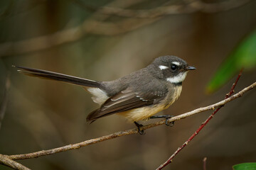Grey Fantail - Rhipidura albiscapa - small insectivorous bird. It is a common fantail found in...