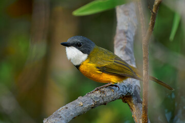 New Caledonian Whistler - Pachycephala caledonica  bird in the family Pachycephalidae, endemic to...