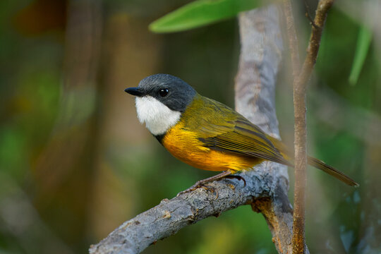 New Caledonian Whistler - Pachycephala caledonica  bird in the family Pachycephalidae, endemic to New Caledonia, small like flycatcher bird with yellow belly and white throat