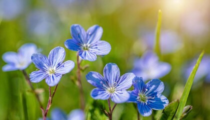 summer background with blue flowers veronica chamaedrys blue flower bloom on green grass spring background
