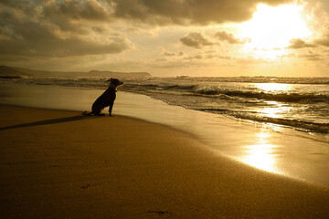 DOG AT THE SUNSET