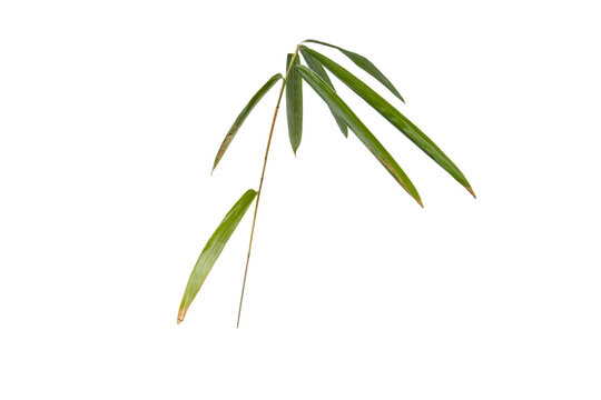 Bamboo branch with leaves isolated transparent png. Pleioblastus dwarf bambu plant.