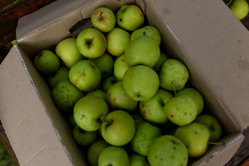 freshly picked apples in a box. Agriculture and gardening concept. Organic ripe apples in boxes.