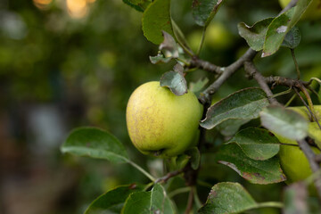 ripe green apple on a branch, autumn harvest