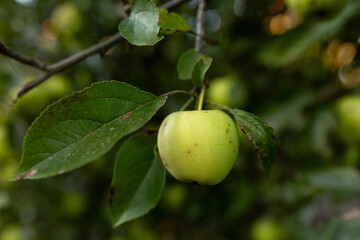 ripe green apple on a branch, autumn harvest