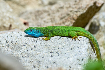 Naklejka na ściany i meble European green lizard male sunbathing on the rock (Lacerta viridis)