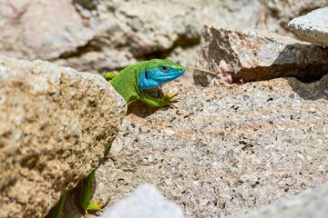 Naklejka na ściany i meble European green lizard male sunbathing on the rock (Lacerta viridis)
