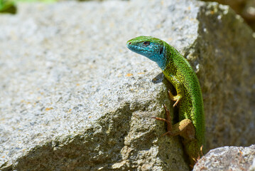 European green lizard male sunbathing on the rock (Lacerta viridis)