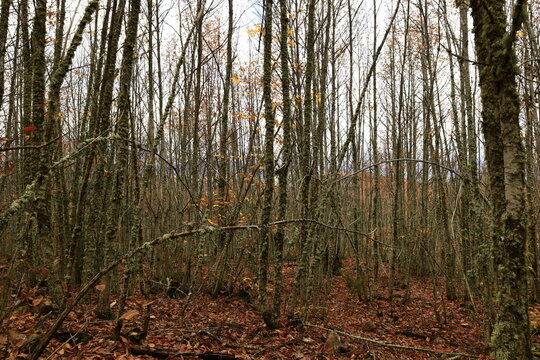 View on a forest in Las Médulas near the town of Ponferrada in the comarca of El Bierzo