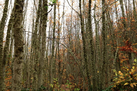 View on a forest in Las Médulas near the town of Ponferrada in the comarca of El Bierzo