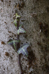A small ivy plant is growing on a tree trunk - 750998128