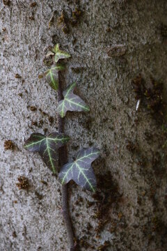 A small ivy plant is growing on a tree trunk