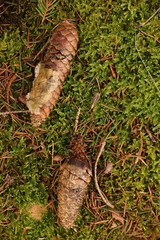 Two pine cones are on a mossy green ground