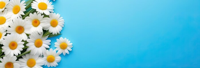 Fresh daisies in a bouquet on a blue background. Greetings, celebration, peace concept.