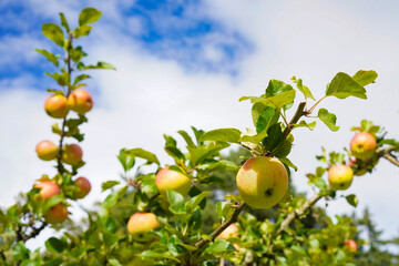 Fresh apples on a tree in an orchard	