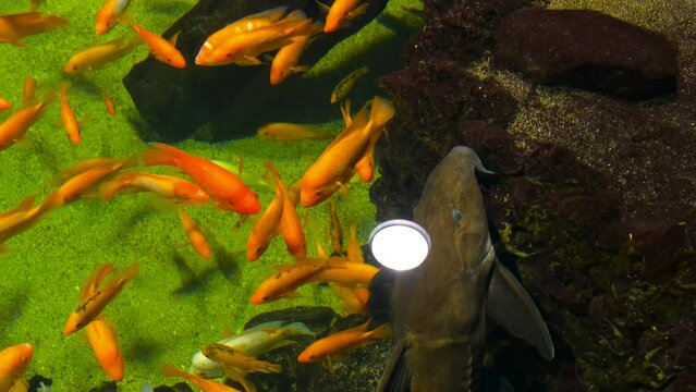 Large catfish in an aquarium with colorful cichlids