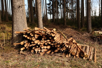 A pile of wood logs is stacked on the ground in a forest - 751000360