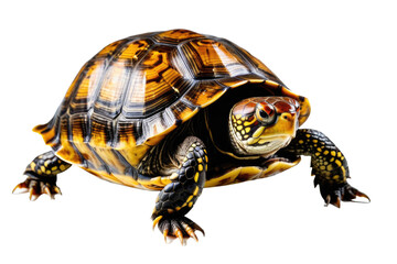Fototapeta premium Box turtle, full body view, high-quality stock photography, isolated on pure white background, shell texture evident, natural pose, subtle shadow for depth, studio lighting, high resolution