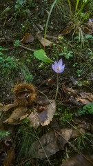 purple flower hedgehog chestnut nature woodland forest fiore viola riccio castagna natura bosco foresta 