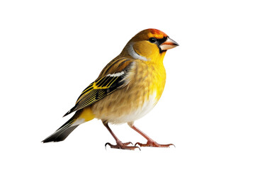 Finch bird full body, isolated on white background, high-quality stock photo, crisp feather details, soft shadow beneath, vibrant yellow and brown plumage, neutral white space allowing for text