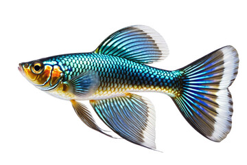 Fototapeta premium Happy guppy fish, full-body portrait, isolated on white background, high quality stock photo, crisp details, subtly capturing the iridescence of scales, gentle shadow beneath to suggest depth