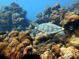 Scuba Diving Underwater