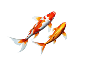 Koi fish exuding happiness, full body view, isolation against pure white backdrop, stock photography style, showcase of scales and fins details, reflection of light on aquatic texture