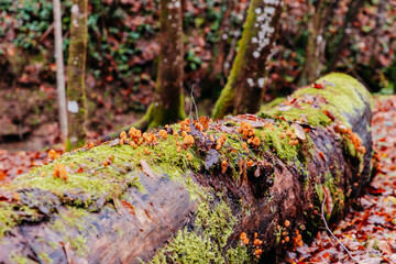 Close-up of little mushrooms in the autumn forest